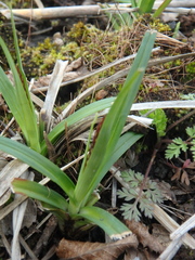 Carex halophila