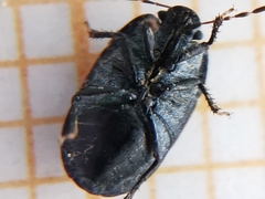 Ochetostethus