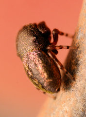 Sassacus cyaneus