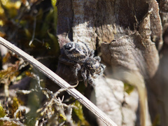 Pellenes tripunctatus