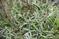 Campanula bellidifolia besenginica