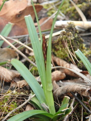 Carex halophila