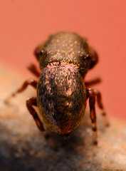 Sassacus cyaneus