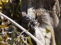 Pellenes tripunctatus