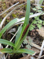 Carex halophila
