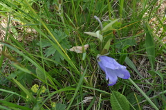 Campanula tridentata biebersteiniana