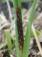 Carex halophila