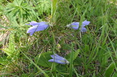 Campanula tridentata biebersteiniana