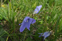 Campanula tridentata biebersteiniana