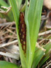 Carex halophila
