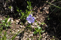 Campanula tridentata biebersteiniana