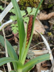Carex halophila