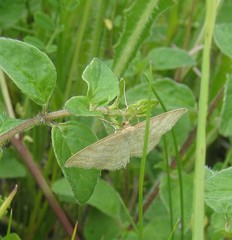Idaea macilentaria