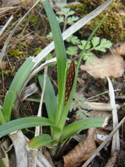 Carex halophila