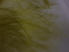 Derbesia vaucheriaeformis