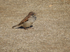 Passer domesticus