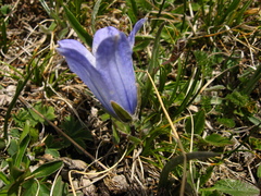 Campanula tridentata biebersteiniana
