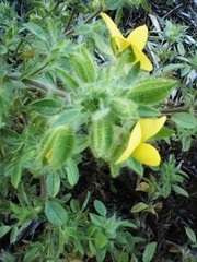 Ononis pubescens