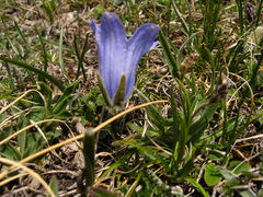 Campanula tridentata biebersteiniana