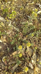 Alyssum desertorum
