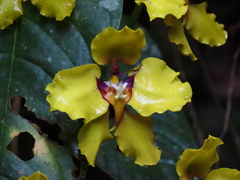 Cyrtochilum macranthum