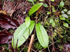 Scoliopus hallii