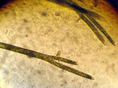 Derbesia vaucheriaeformis