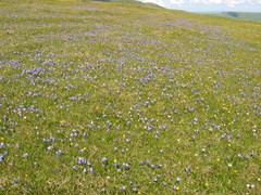 Campanula tridentata biebersteiniana