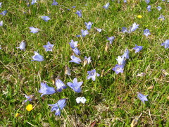 Campanula tridentata biebersteiniana