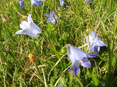 Campanula tridentata biebersteiniana