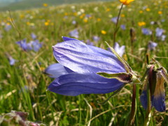 Campanula tridentata biebersteiniana