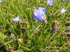 Campanula tridentata biebersteiniana