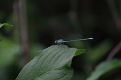 Pseudagrion decorum