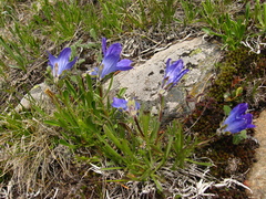 Campanula tridentata biebersteiniana