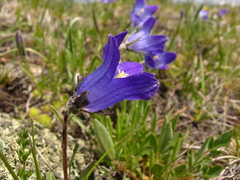 Campanula tridentata biebersteiniana