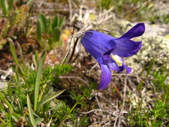 Campanula tridentata biebersteiniana