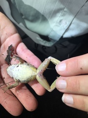 Craugastor crassidigitus