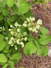 Viburnum plicatum