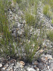 Hypodiscus aristatus