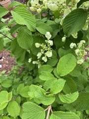 Viburnum plicatum