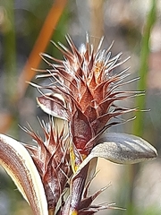 Hypodiscus aristatus
