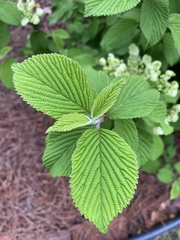 Viburnum plicatum