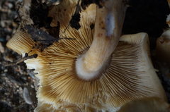 Melanoleuca cognata