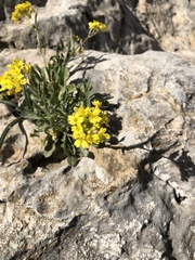 Aurinia saxatilis