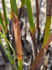 Hypodiscus aristatus