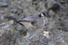Branta canadensis moffitti