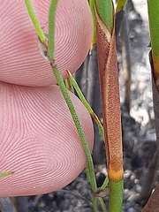 Hypodiscus aristatus