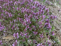 Lamium purpureum