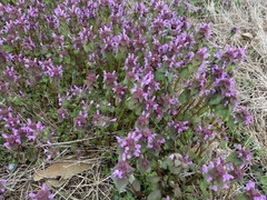 Lamium purpureum
