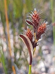 Hypodiscus aristatus